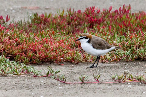 Red-capped Plover (Charadrius ruficapillus)